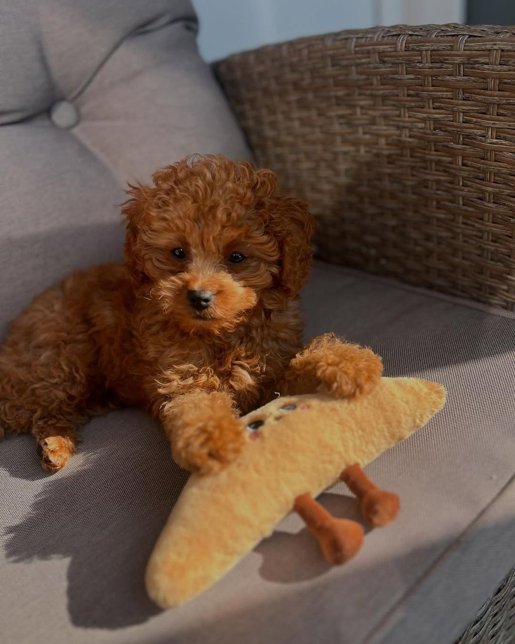 Cavapoo puppy Akani