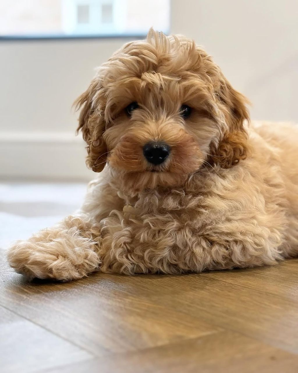 Cavapoo puppy Ablie
