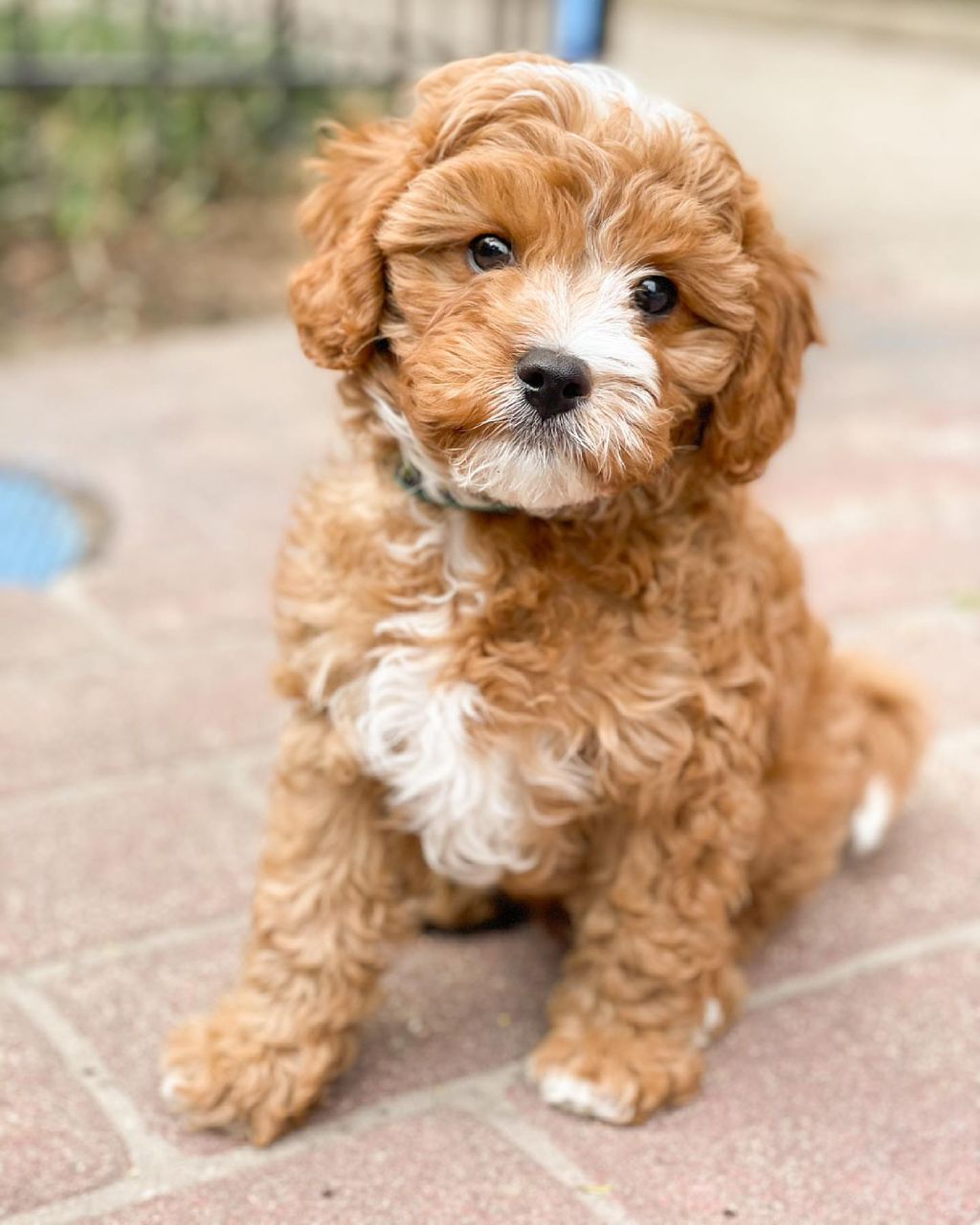 Cavapoo puppy Archie