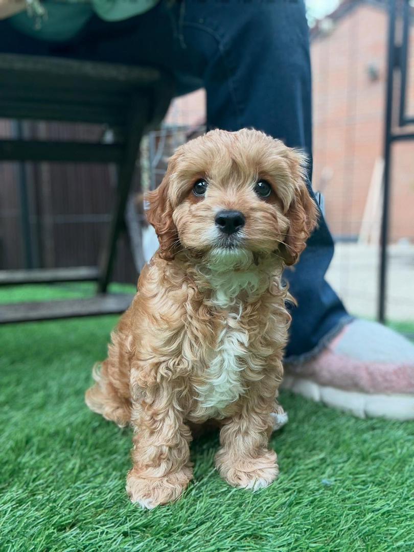 Cavapoo puppy Autumn