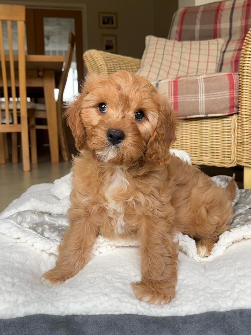 Cavapoo puppy Bertie