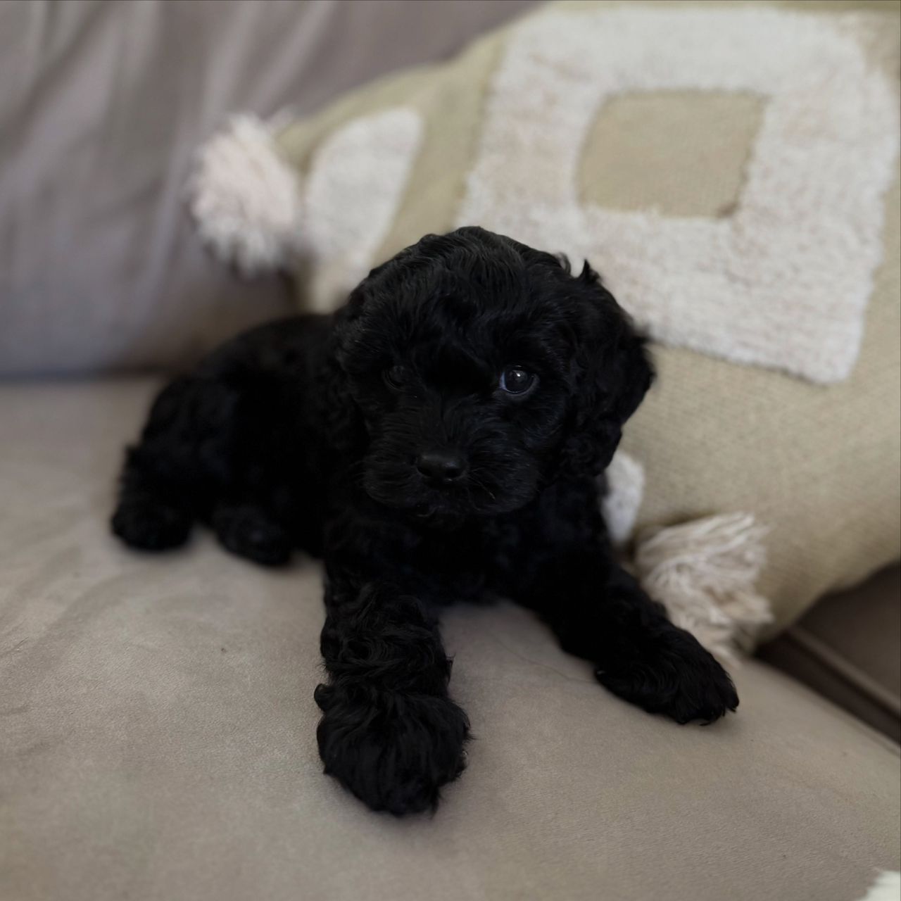 Cavapoo puppy Blue