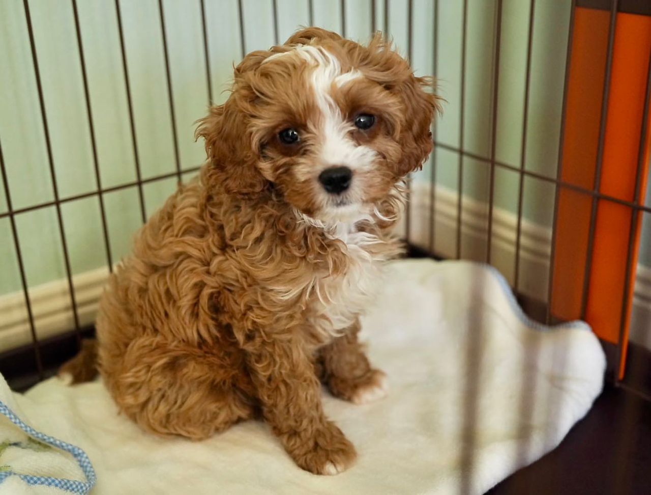 Cavapoo puppy Chasuke