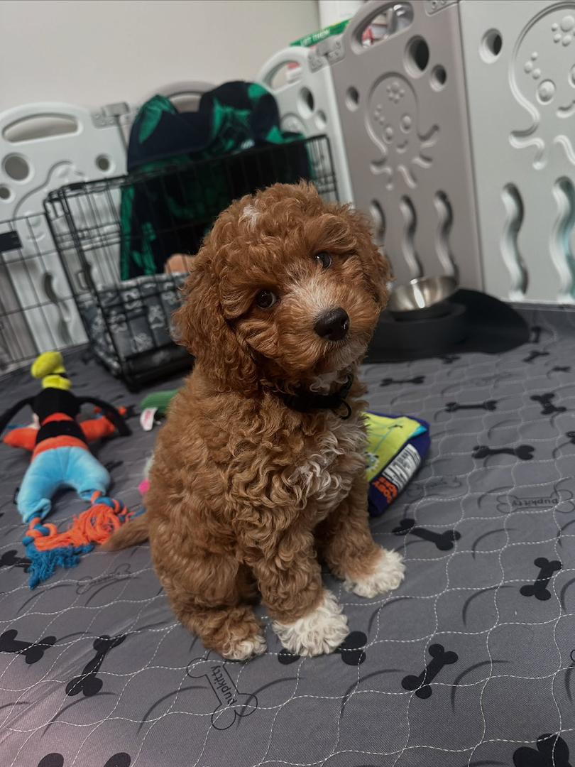 Cavapoo puppy Dexter