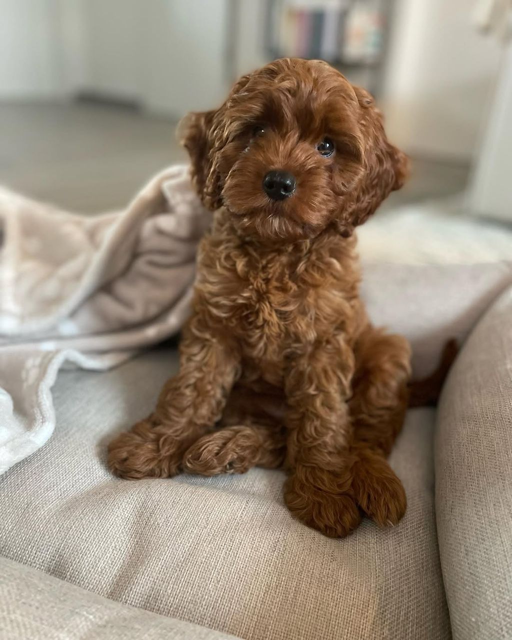 Cavapoo puppy Josie