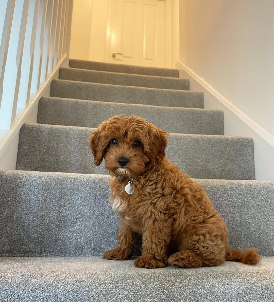 Cavapoo puppy Kobe