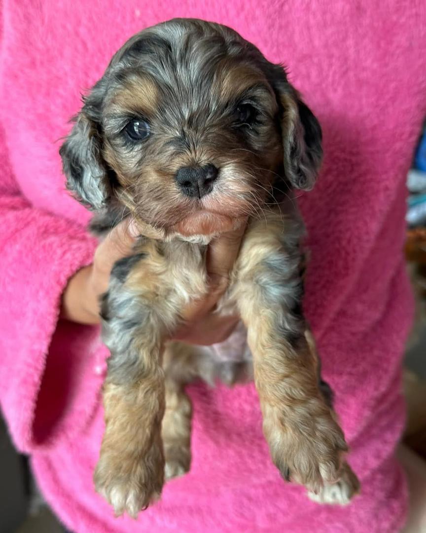 Cavapoo puppy Loafie