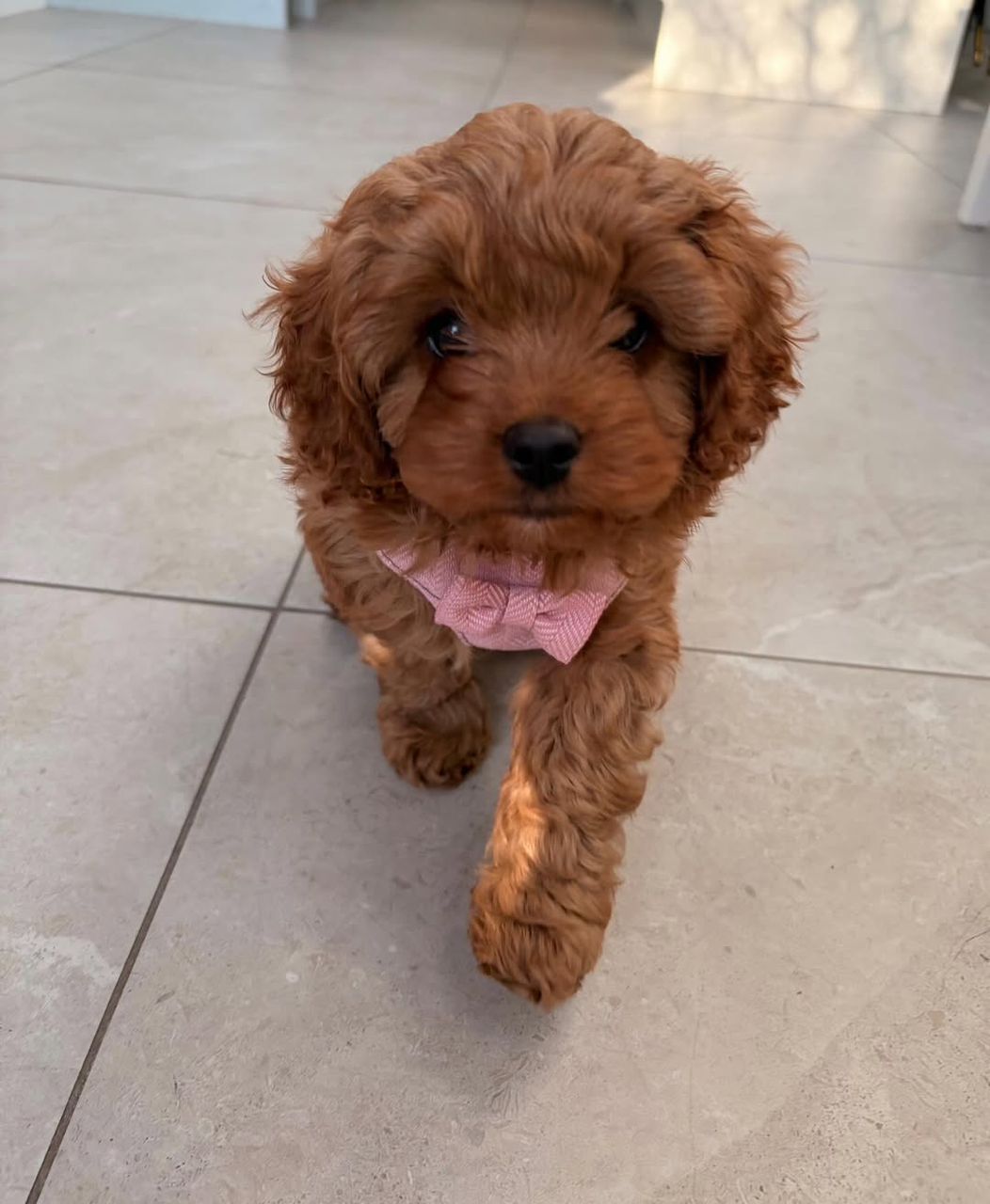 Cavapoo puppy Mabel
