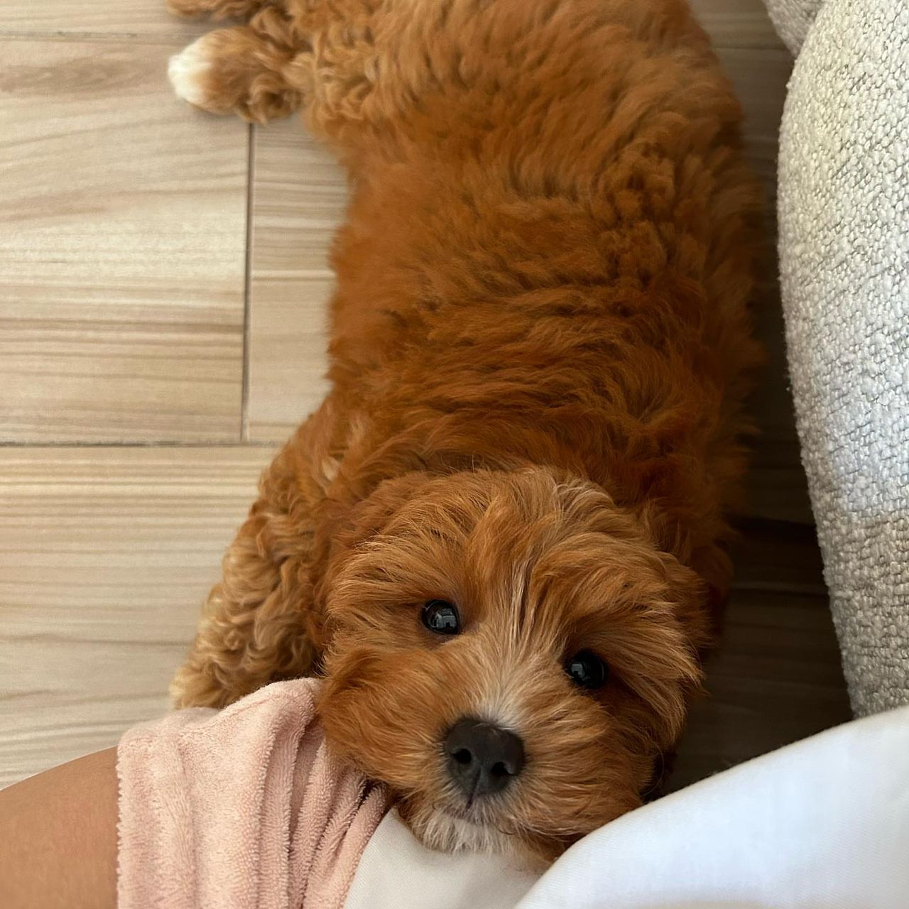 Cavapoo puppy Maisie
