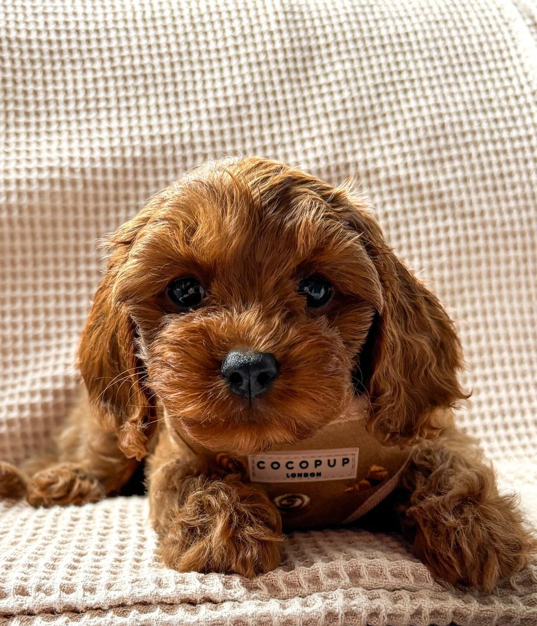 Cavapoo puppy Maple