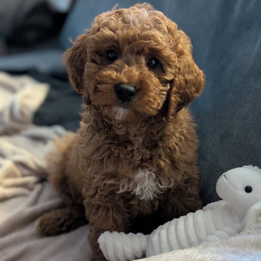 Cavapoo puppy Murphy