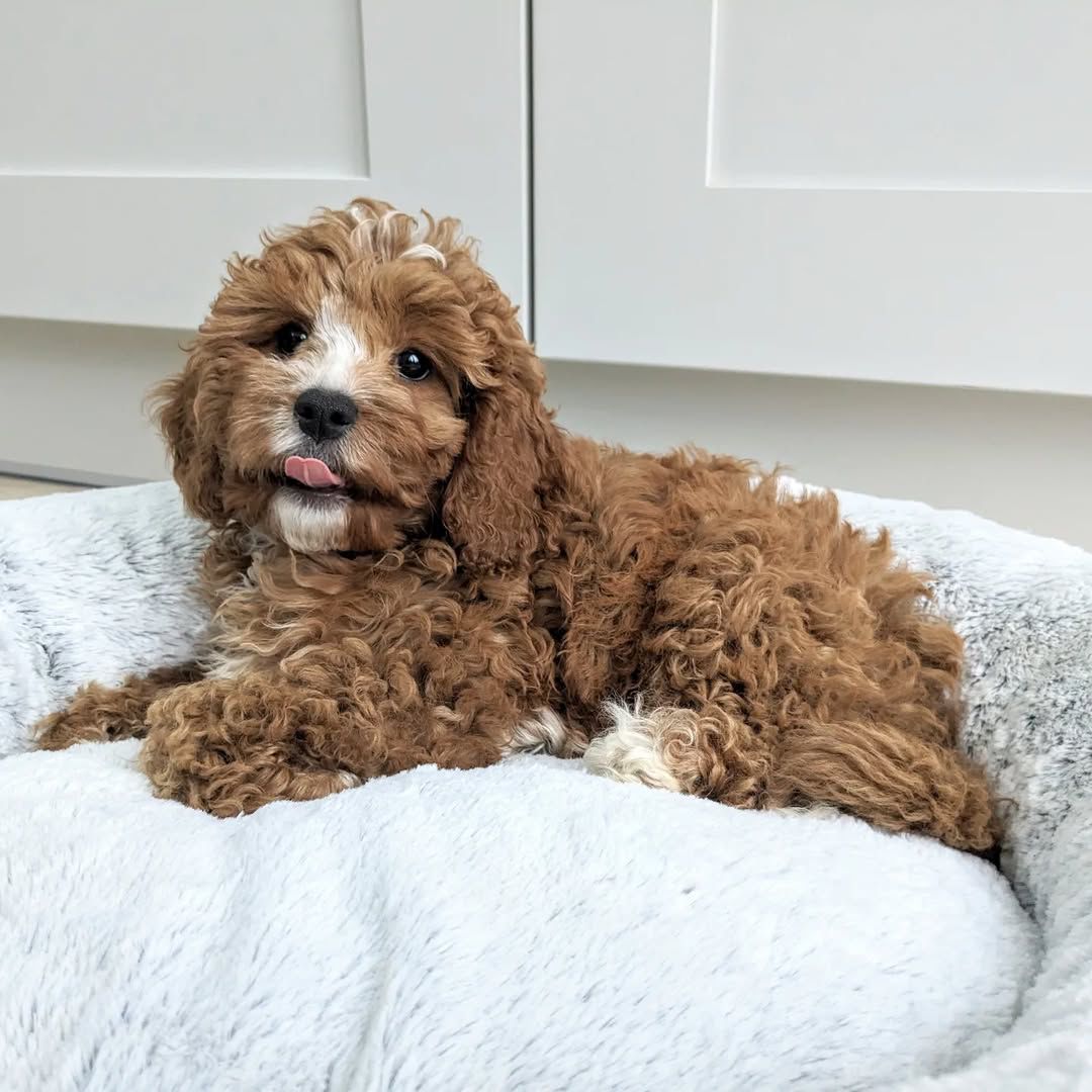 Cavapoo puppy Penny