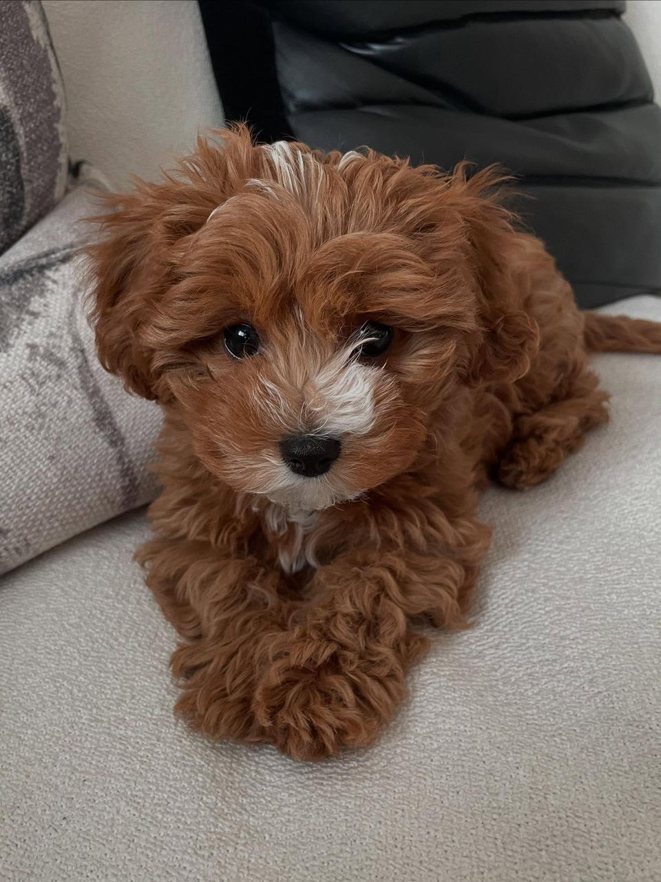 Cavapoo puppy Ritz