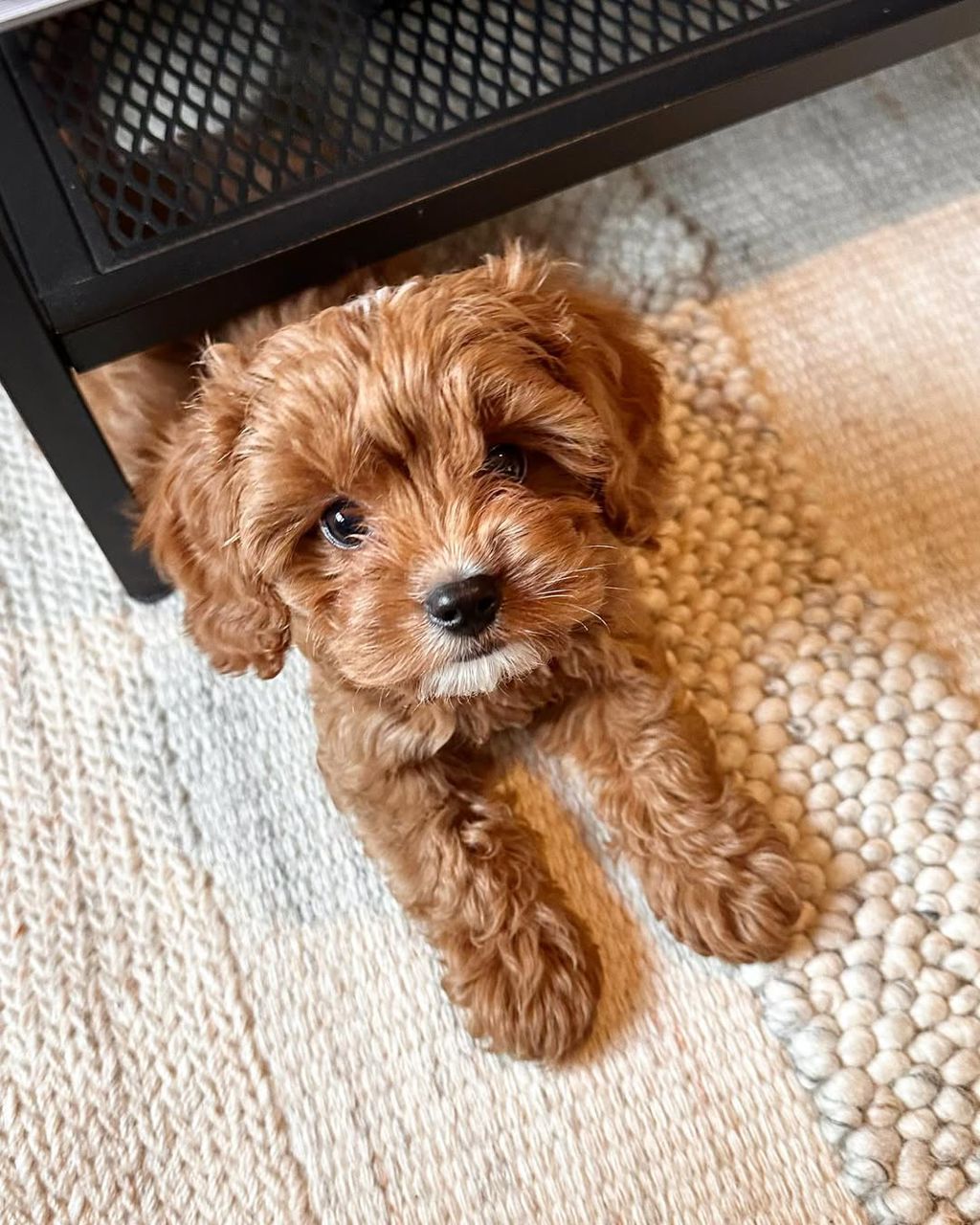 Cavapoo puppy Rudi